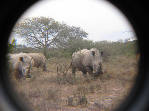 Rhino