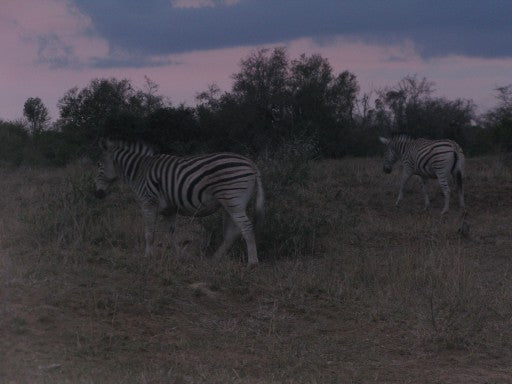Zebra