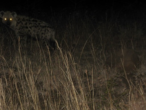 Leopard Lurking in the Background